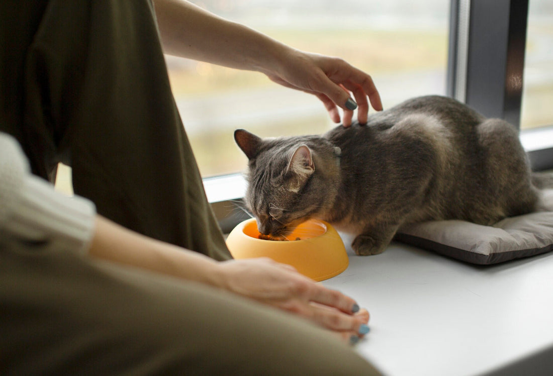 5 Signs Your Cat Needs a Protein Boost (And How Kelly & Co’s Can Help)