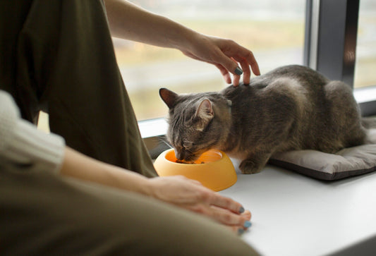 5 Signs Your Cat Needs a Protein Boost (And How Kelly & Co’s Can Help)
