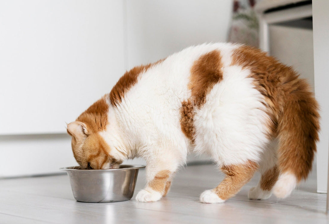 Not Just a Treat: How Freeze-Dried Fish Keeps Aussie Cats Purring