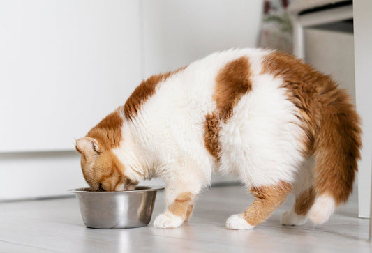 Not Just a Treat: How Freeze-Dried Fish Keeps Aussie Cats Purring