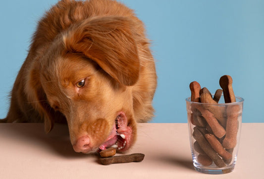 Top 5 Ways to Use Our Dinner Boosters to Level Up Your Dog’s Mealtime