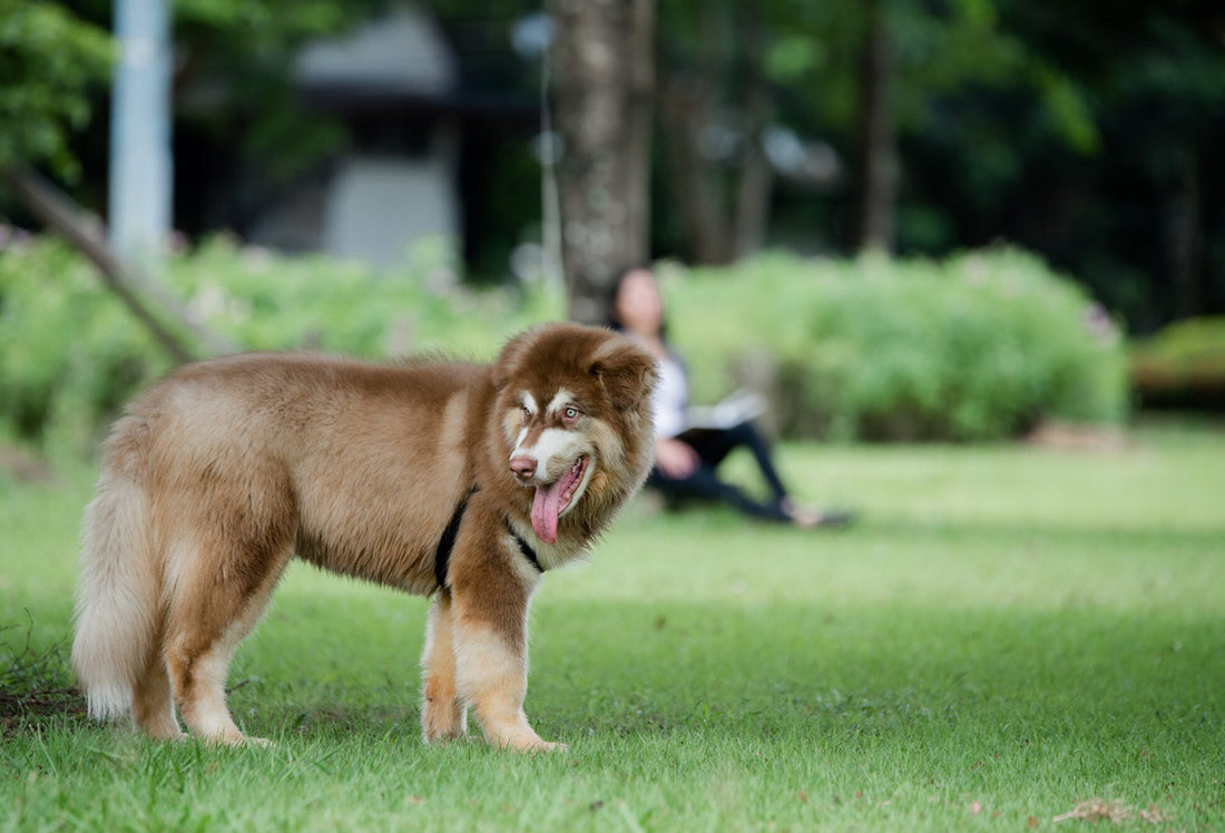 Why Fish-Based Freeze-Dried Chews Are a Win for Aussie Dogs