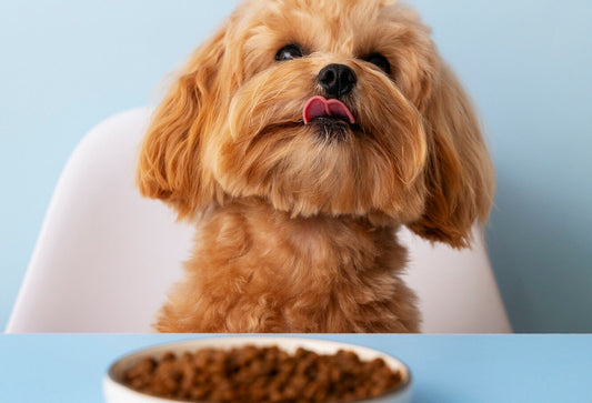 Functional Dog Treats That Actually Do Something: Why Fish-Based Snacks Are a Smart Choice for Aussie Dogs